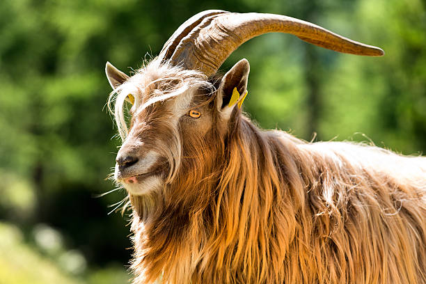 istock Mountain Male Goat - Italian Alps 512900764