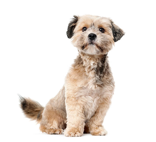 istock Crossbreed (1 year old) in front of a white background 512901364