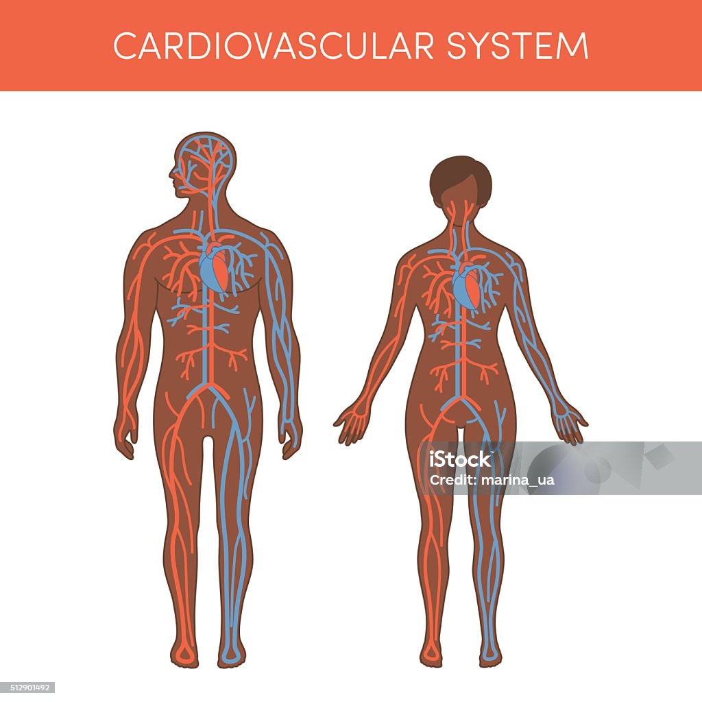 Sistema Cardiovascular vector - arte vectorial de Anatomía libre de derechos