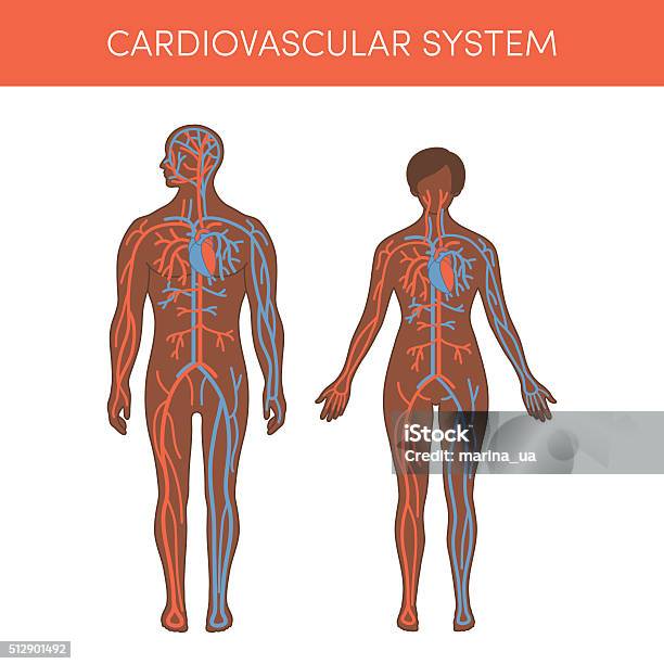 Ilustración de Sistema Cardiovascular Vector y más Vectores Libres de Derechos de Anatomía - Anatomía, Asistencia sanitaria y medicina, Dentro