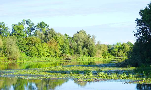 istock Green landscape on te lake 512901870
