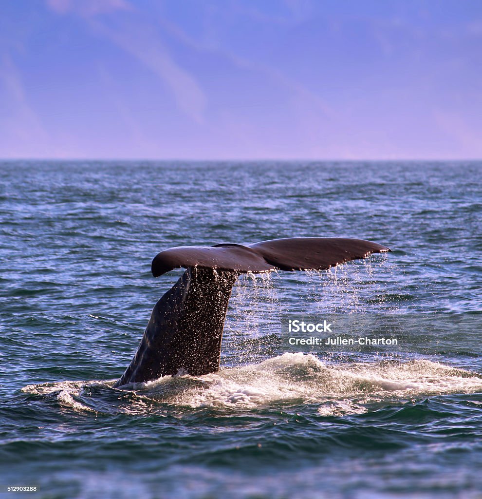 Sperm Whale A sperm whale is going deep in the see, Kaikoura, New Zealand Kaikoura Stock Photo