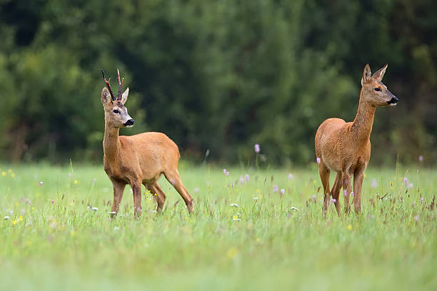istock Buck deer with roe-deer in the wild 512903658