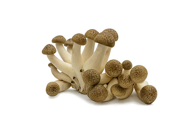 istock Shimeji mushrooms  on white background 512903916