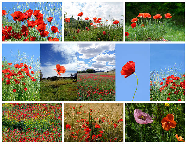 istock collage made of poppy flowers 512905086