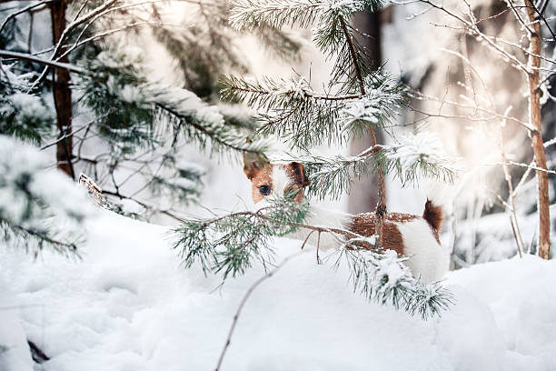 istock Dog Jack Russell Terrier playing in the snow 512906204