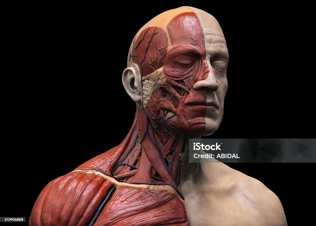 Human muscular structure Frontal view of 3D render of human head and torso muscular structure on black background. Anatomy Stock Photo