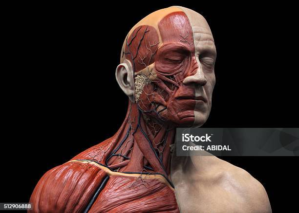 Human Muscular Structure Stock Photo - Download Image Now - Anatomy, Muscular Build, Three Dimensional