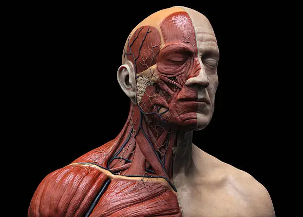 Frontal view of 3D render of human head and torso muscular structure on black background.