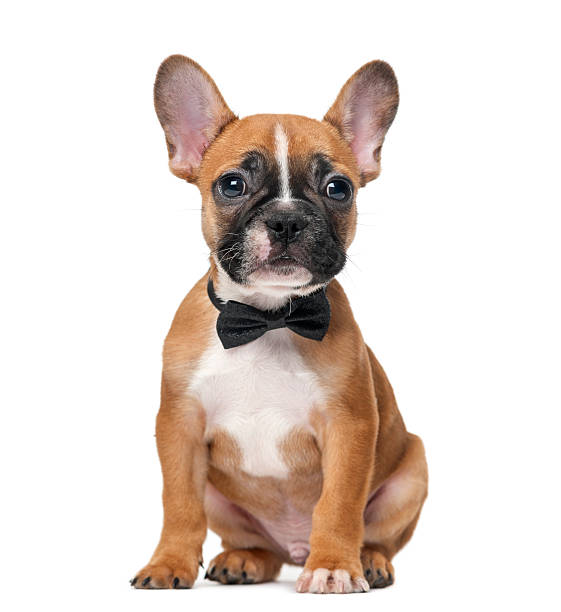 French bulldog puppy wearing a bow tie French bulldog puppy wearing a bow tie in front of a white background bow tie stock pictures, royalty-free photos & images