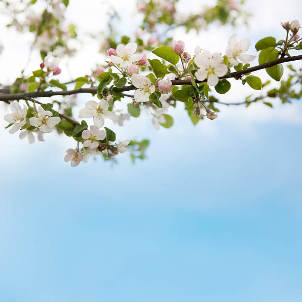 istock Branch of Apple blossoms 512907578