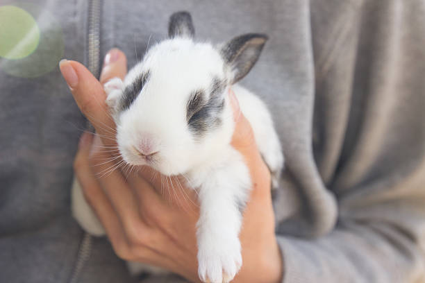 Little farm rabbit stock photo