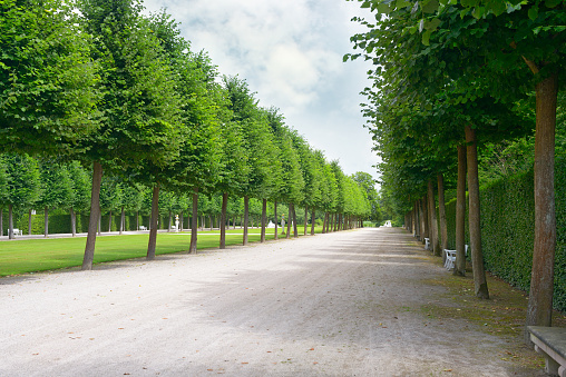 Tall trees along the footpath in park