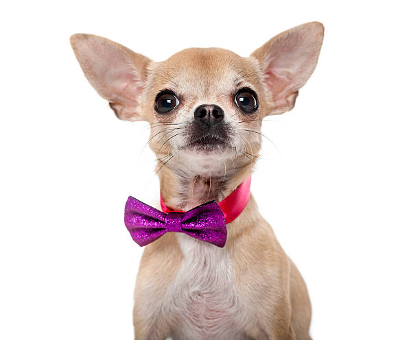 istock Chihuahua wearing a bow tie 512907918