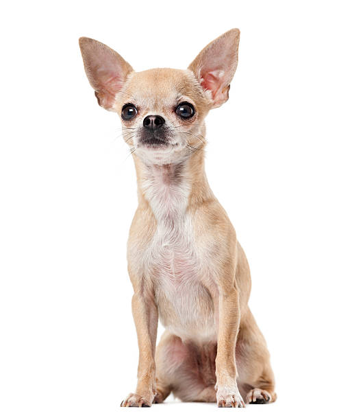 istock Chihuahua in front of a white background 512908048