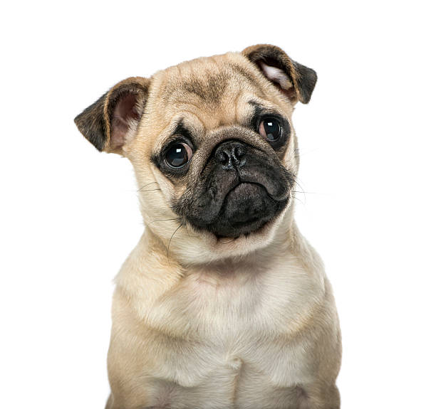 istock Close-up of a pug 512909326