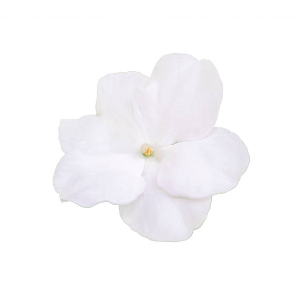 istock White Flower Isolated in White Background 512909798