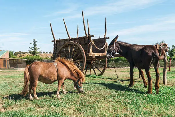 Donkey and pony with a carriage in a farm in Salamanca, Spain. Down, the hill in a sunny day.