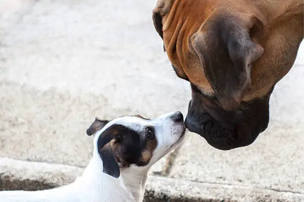 Jack Russell closer to a bullmastiff. Care and love between two different breeds.
