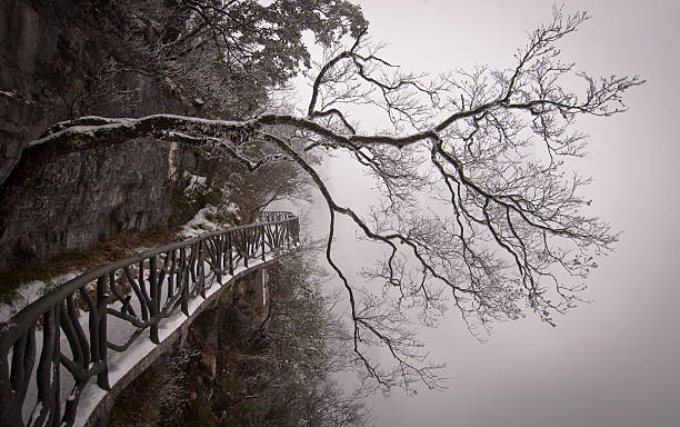 horizonatl orientalische baum in bergen, china - horizonatl stock-fotos und bilder