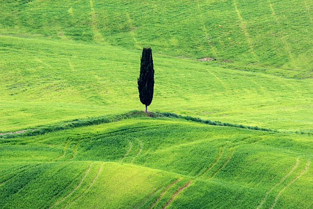 istock Tuscany in Italy 512911928