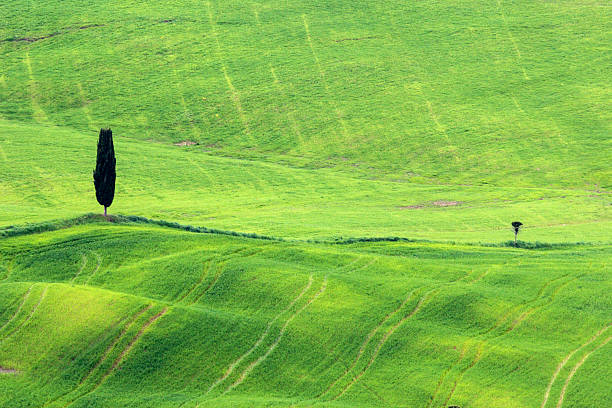 istock Lonely tree in Tuscany in Italy 512912060