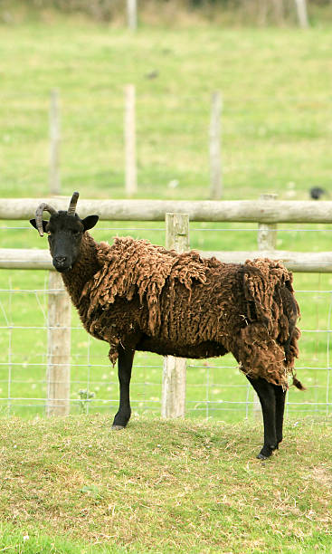 istock Sheep in Gwbert, Wales 512912206