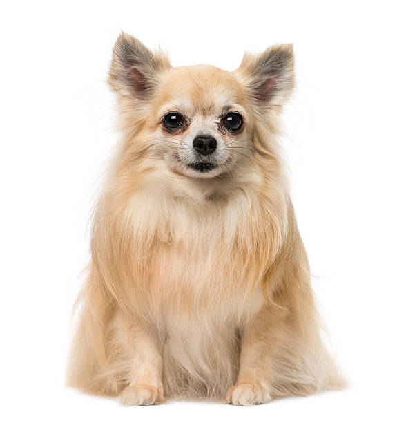 istock chihuahua sitting and smiling 512916575