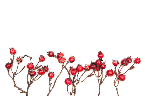 istock Christmas decoration red berries isolated on white background 512916749