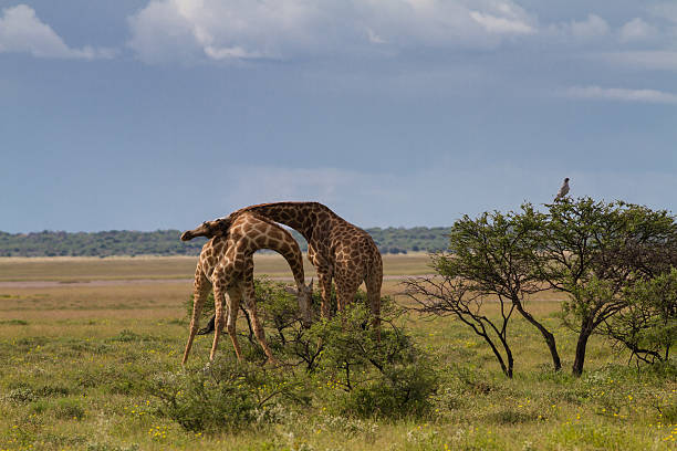 istock Fighting Giraffes at Etosha National Park 512917837