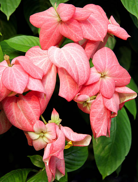 Closeup Beautiful pink Mussaenda flower The petals are modified leaf in White Mussaenda flower and it flowers throughout the year pink mussaenda flower stock pictures, royalty-free photos & images