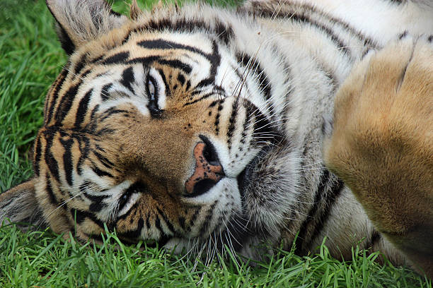 istock Bengal Tiger Face Up Close Stock Image 512918925