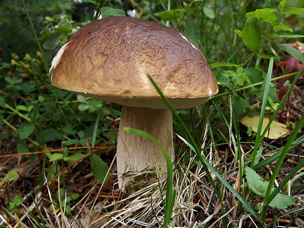 istock Single porcini mushroom 512919799