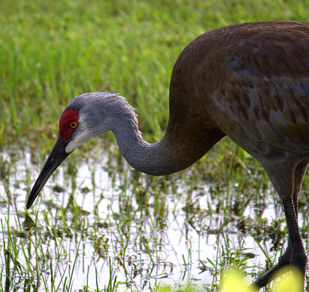 istock Crane Fishing 512920279