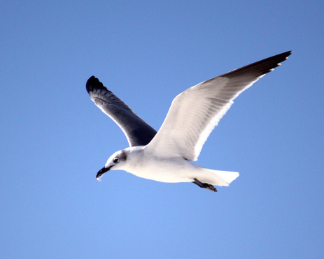 Seagull flying.