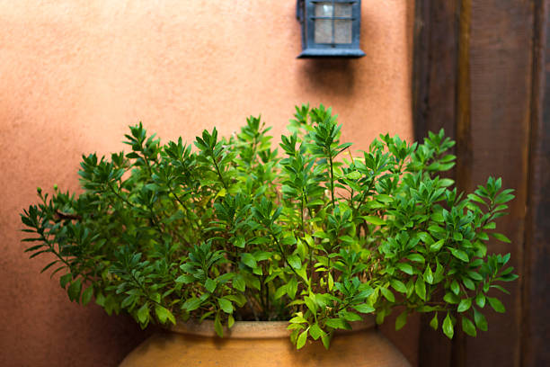Santa Fe style: a potted bush, old wood door, orange adobe wall, and lantern. Copy space on the wall.
