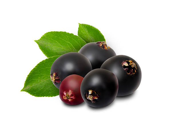 Elderberry isolated Photo of elderberries isolated on white elderberry photos stock pictures, royalty-free photos & images