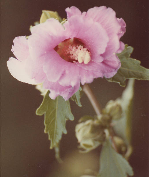 istock Pink and Purple Flower 512921855