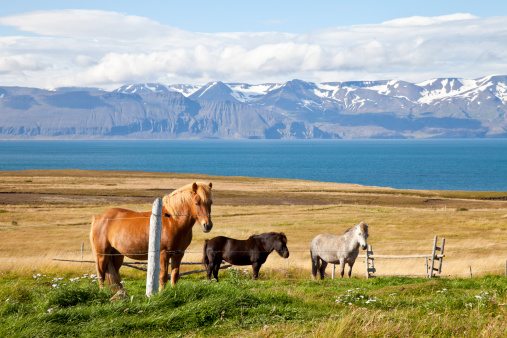 Icelandic horses on a meadow in Northern Iceland