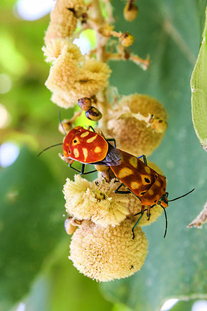 istock sex  of shield bugs 512923167