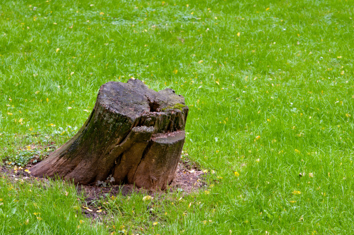 Interesting three stumps in different shapes and forms