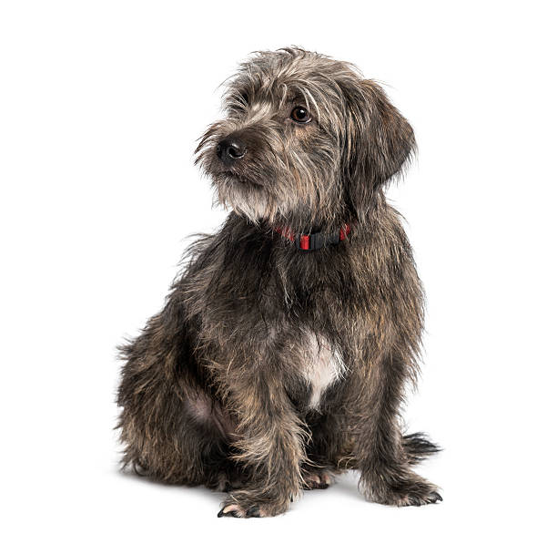 istock Crossbreed sitting and looking away 512923745