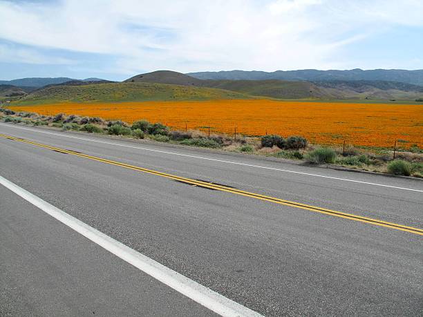 California Poppies cover the roadside of Antelope Valley, California stock photo