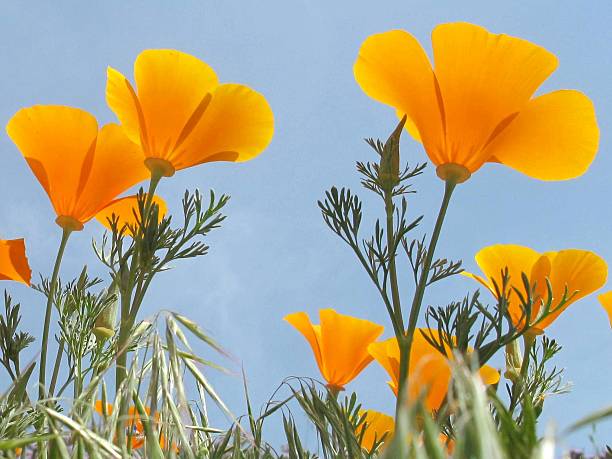 Schscholzia Californica, California Poppy, Golden Poppy, California Sunlight stock photo