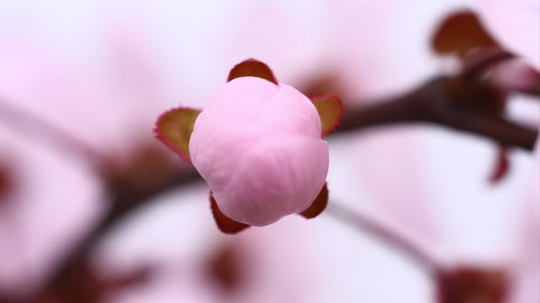 Pink cherry tree flowers blooming 4K