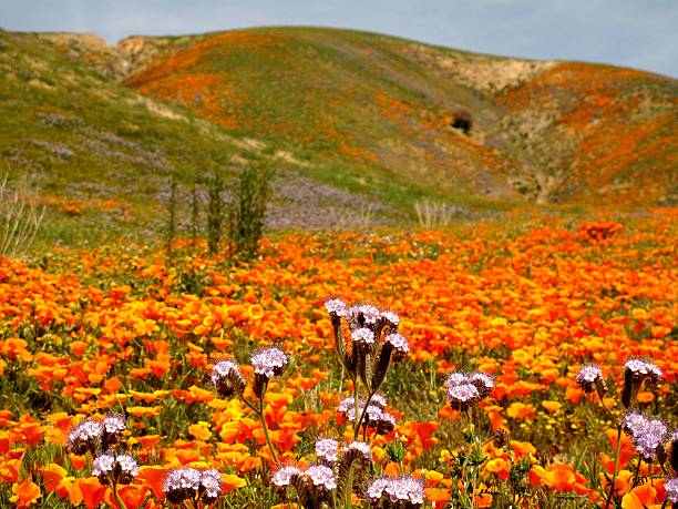 Wildflowers in Southern California stock photo