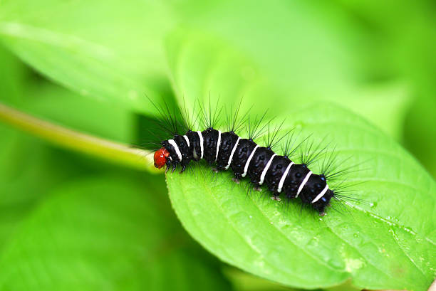 istock White and black hairy caterpillars. 512936915