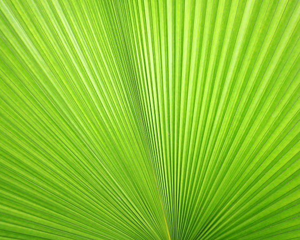 istock Texture of Green palm Leaf 512937189