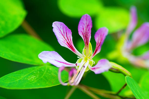 カズ yunnanensis 、FABACEAE ストックフォト