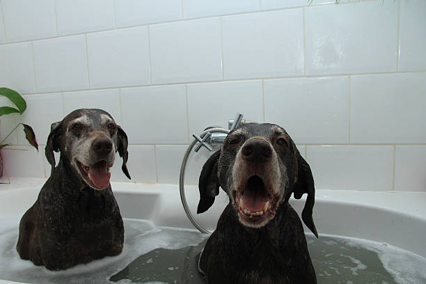 istock Dogs in the bathtub 512937939